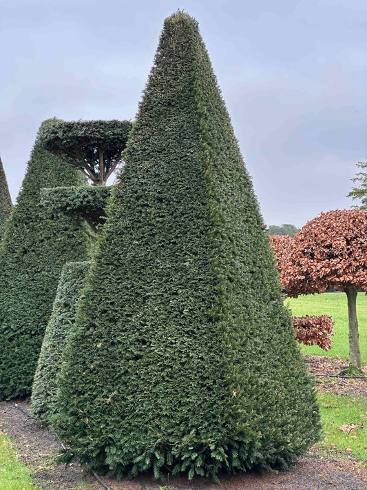 TB TOPIARY #266