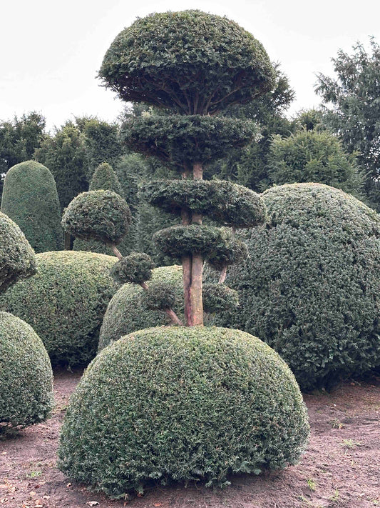 TB TOPIARY #459