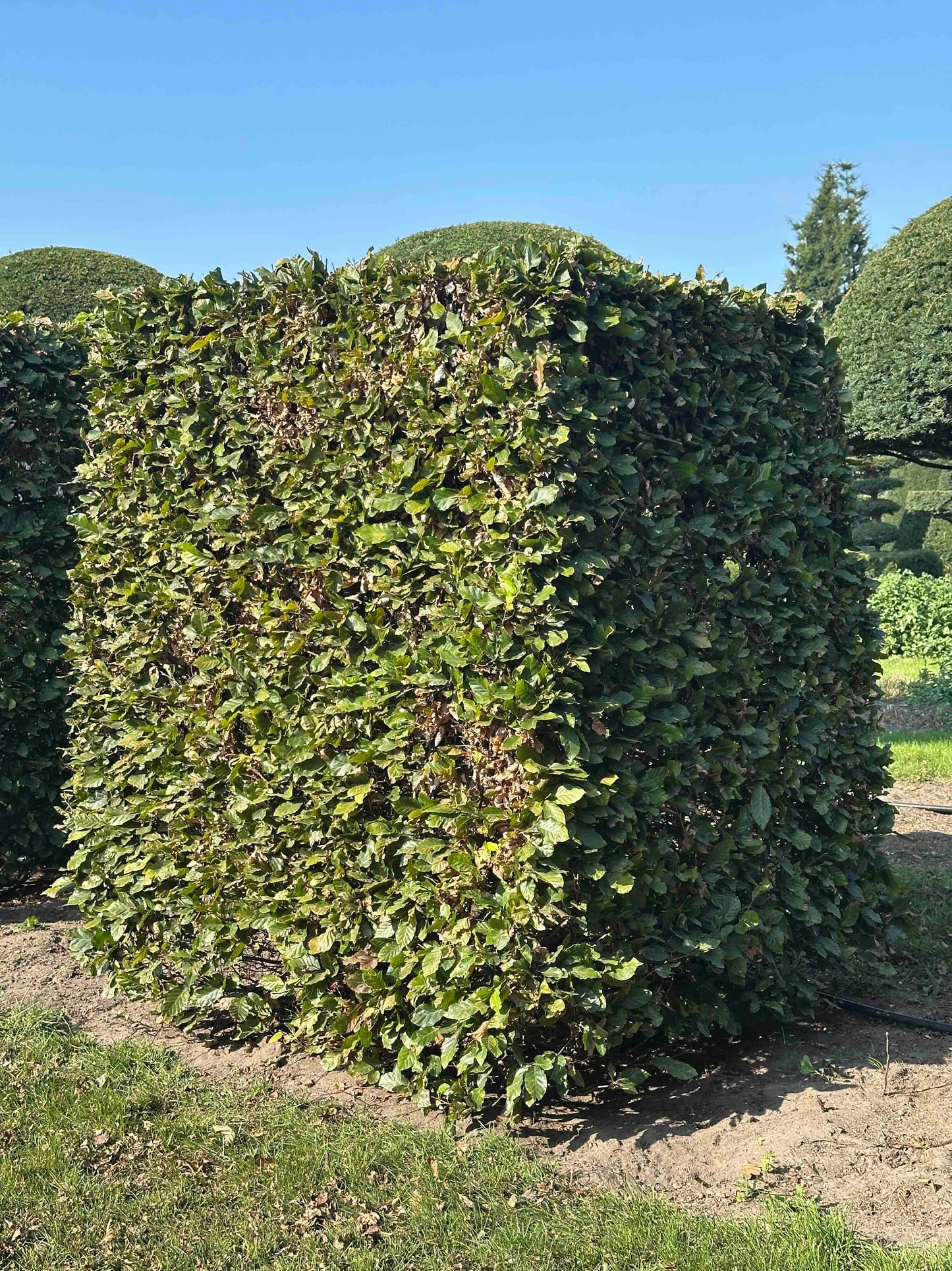 FS TOPIARY #025