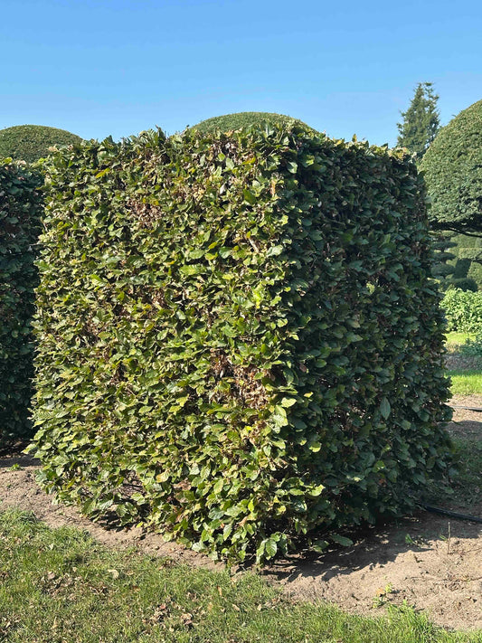 FS TOPIARY #025