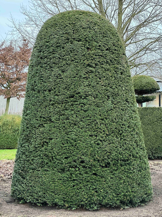 TB TOPIARY #435