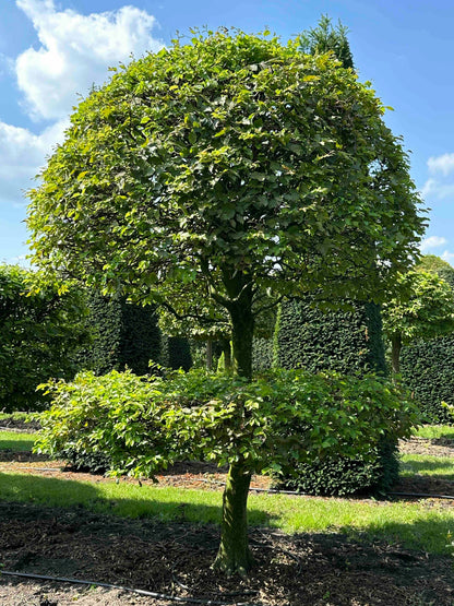 CB TOPIARY #007