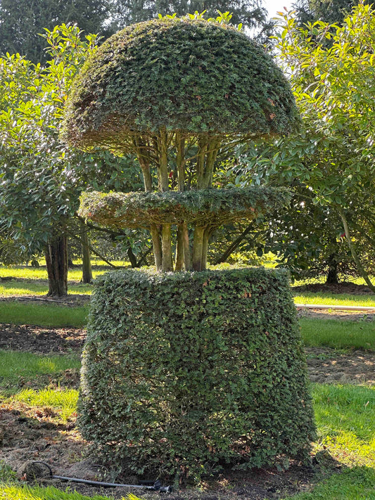 TB TOPIARY #74
