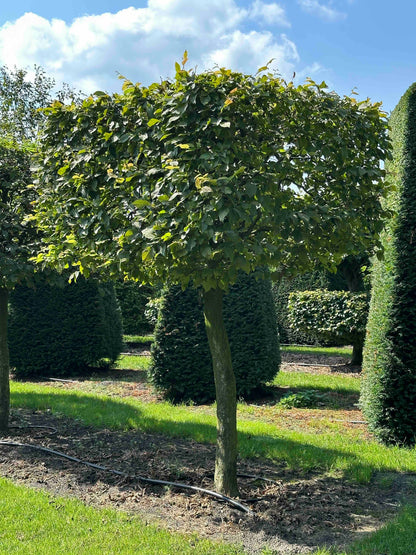 CB TOPIARY #012