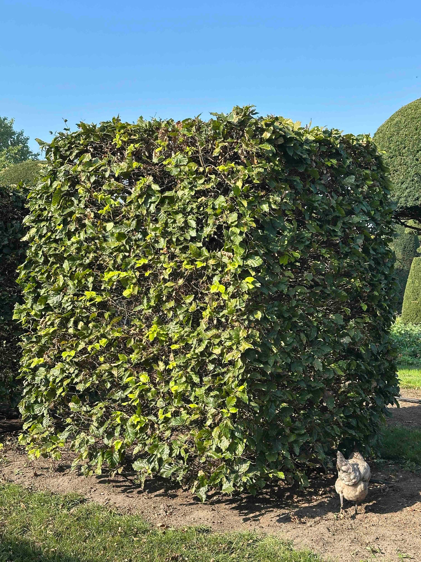 FS TOPIARY #022