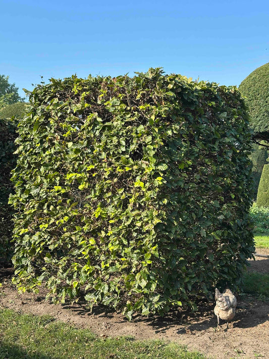 FS TOPIARY #022