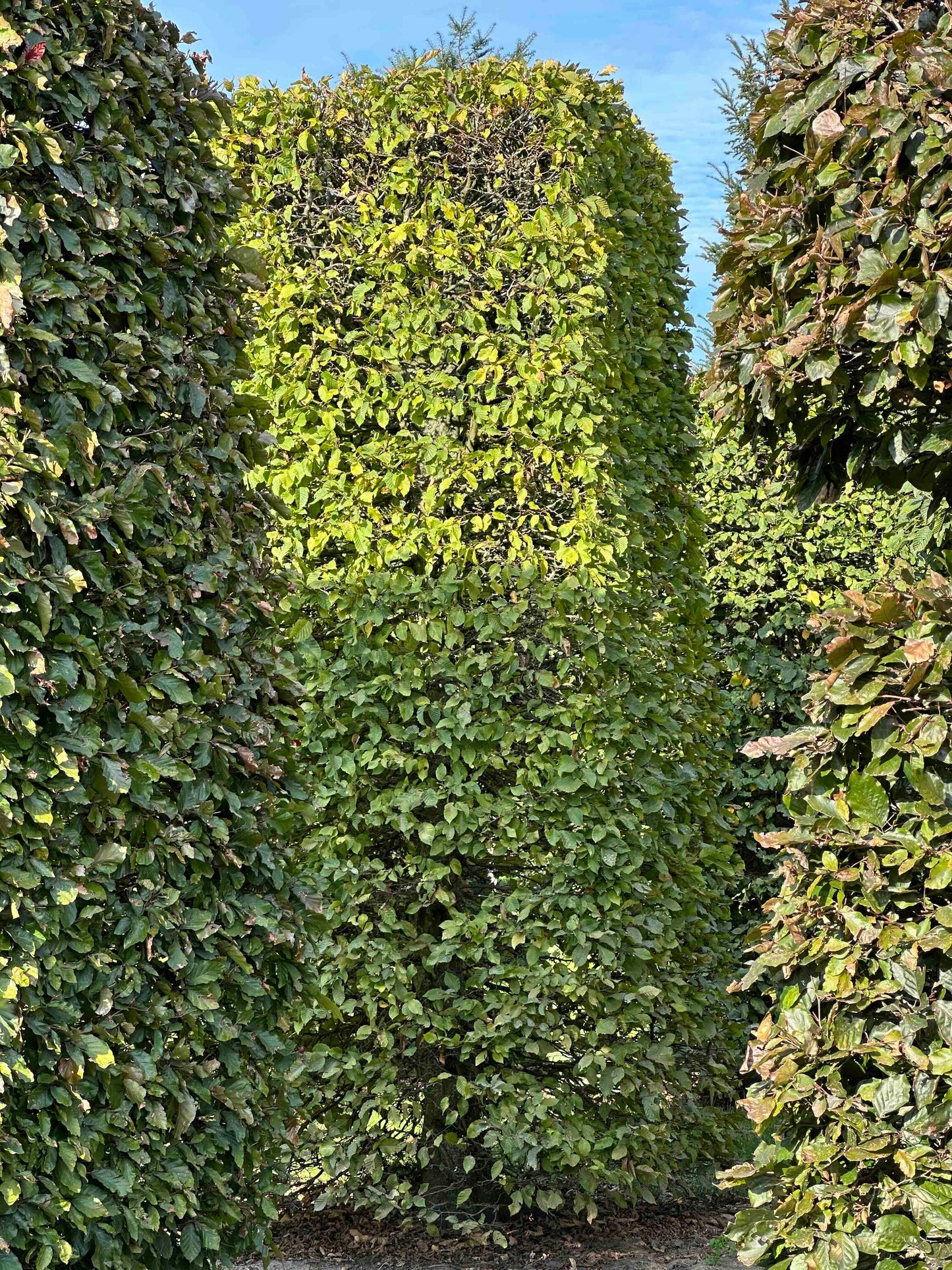 CB TOPIARY #085