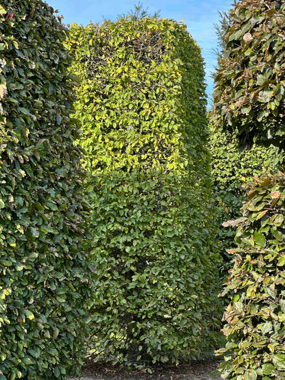 CB TOPIARY #085