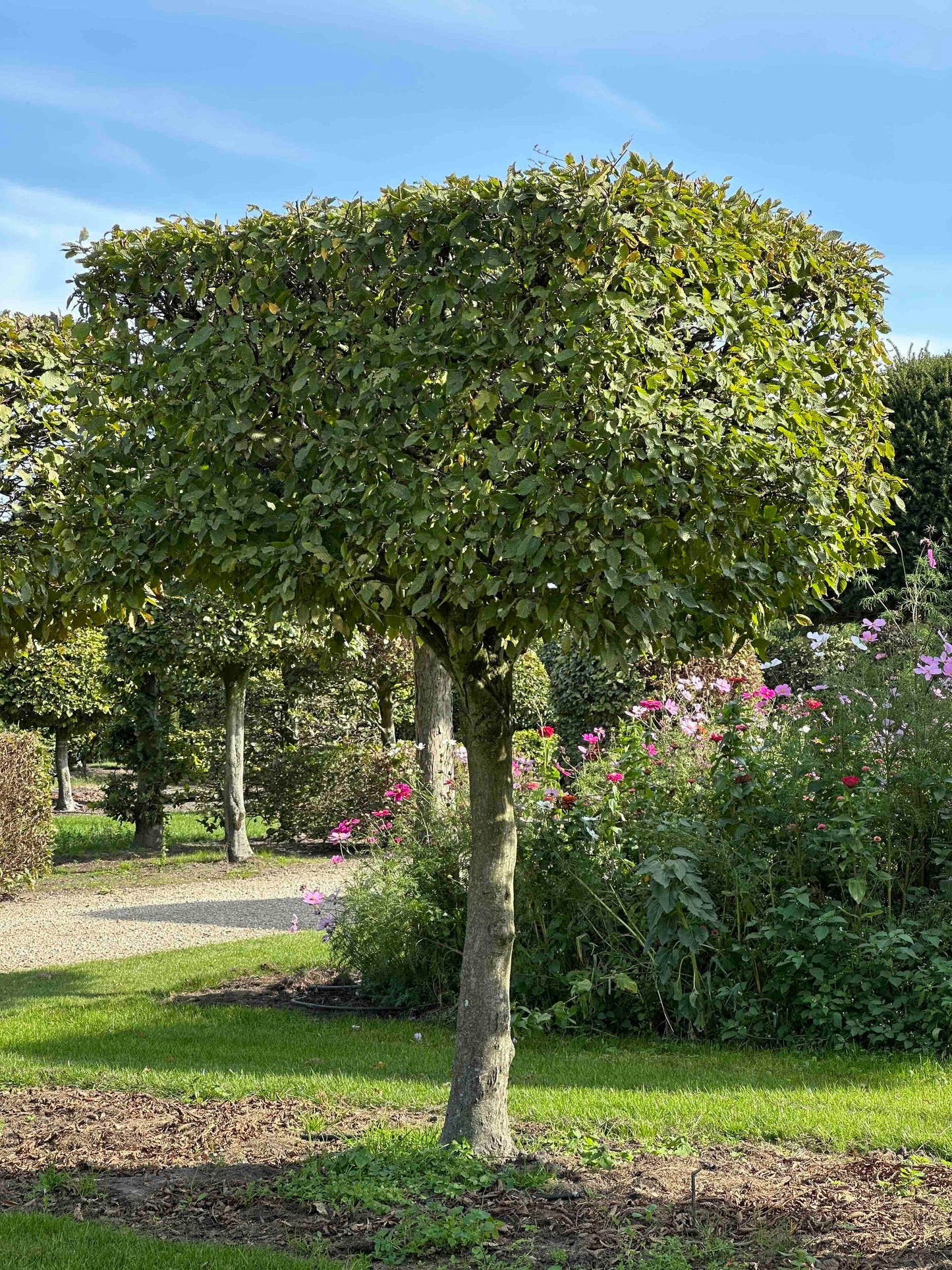 CB TOPIARY #096