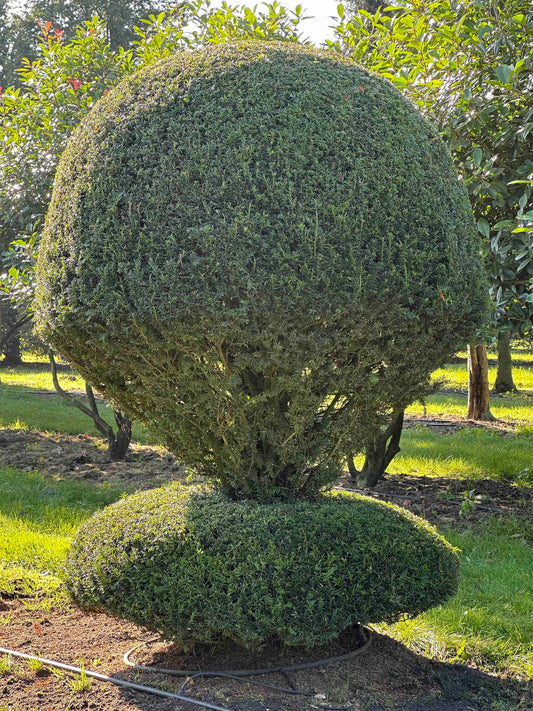 TB TOPIARY #76