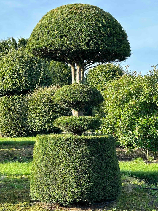TB TOPIARY #279