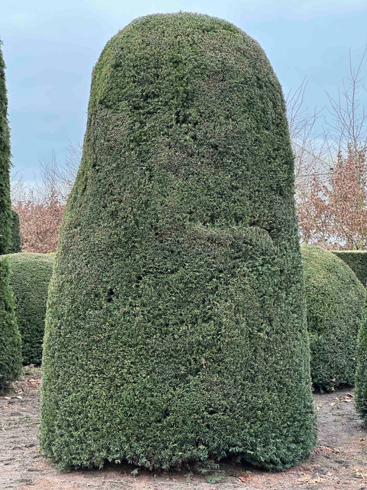 TB TOPIARY #440