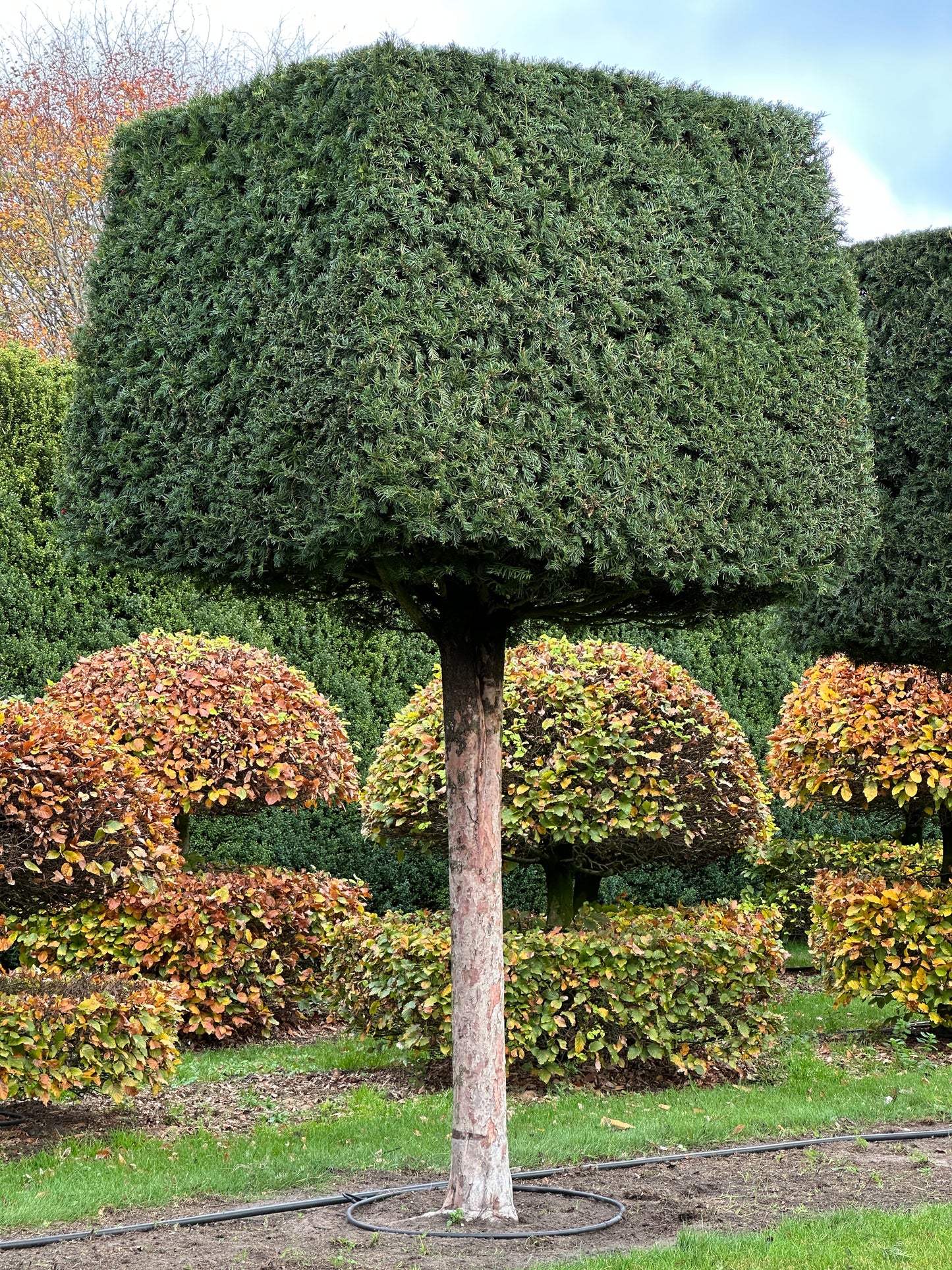 TB TOPIARY #558