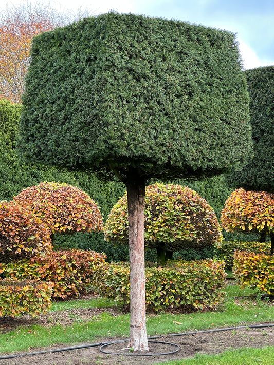 TB TOPIARY #558