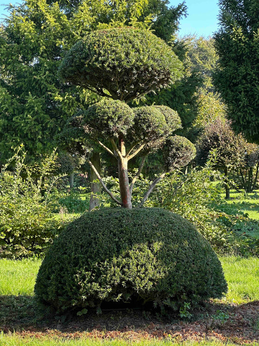 TB TOPIARY #86