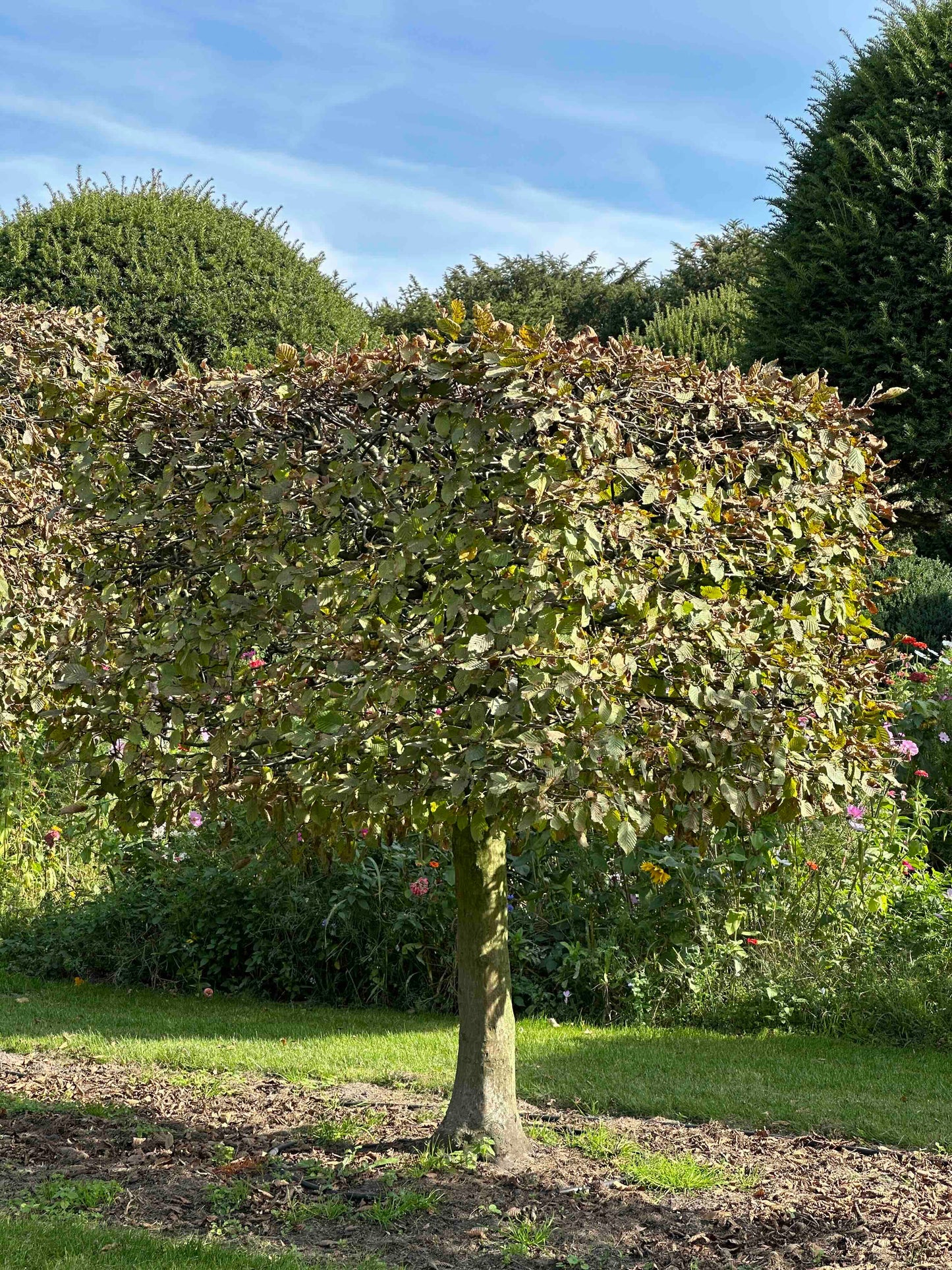 CB TOPIARY #105