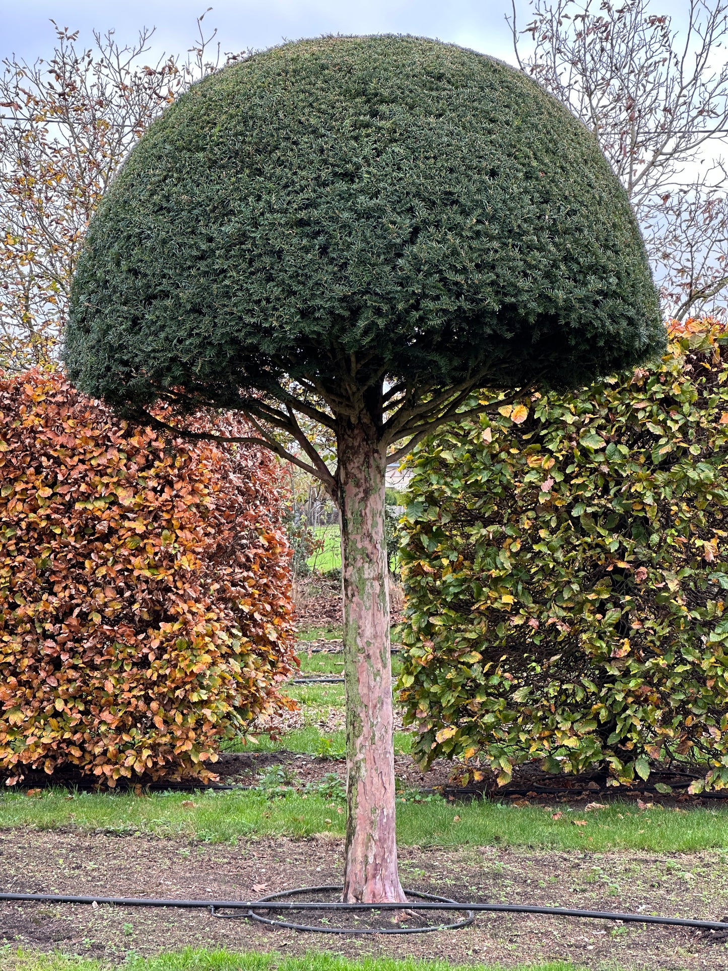 TB TOPIARY #538