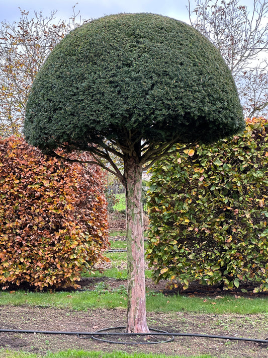 TB TOPIARY #538