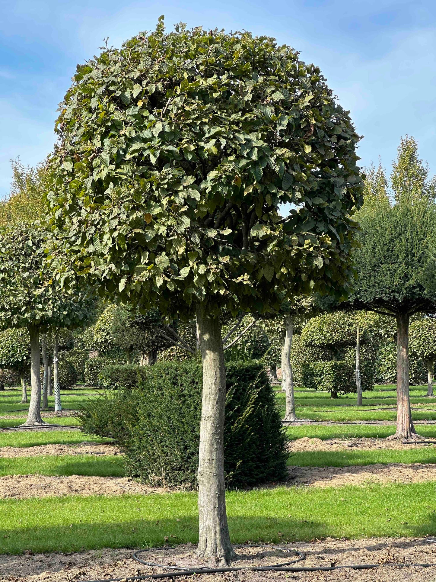 CB TOPIARY #121