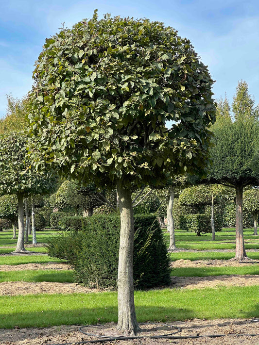 CB TOPIARY #121