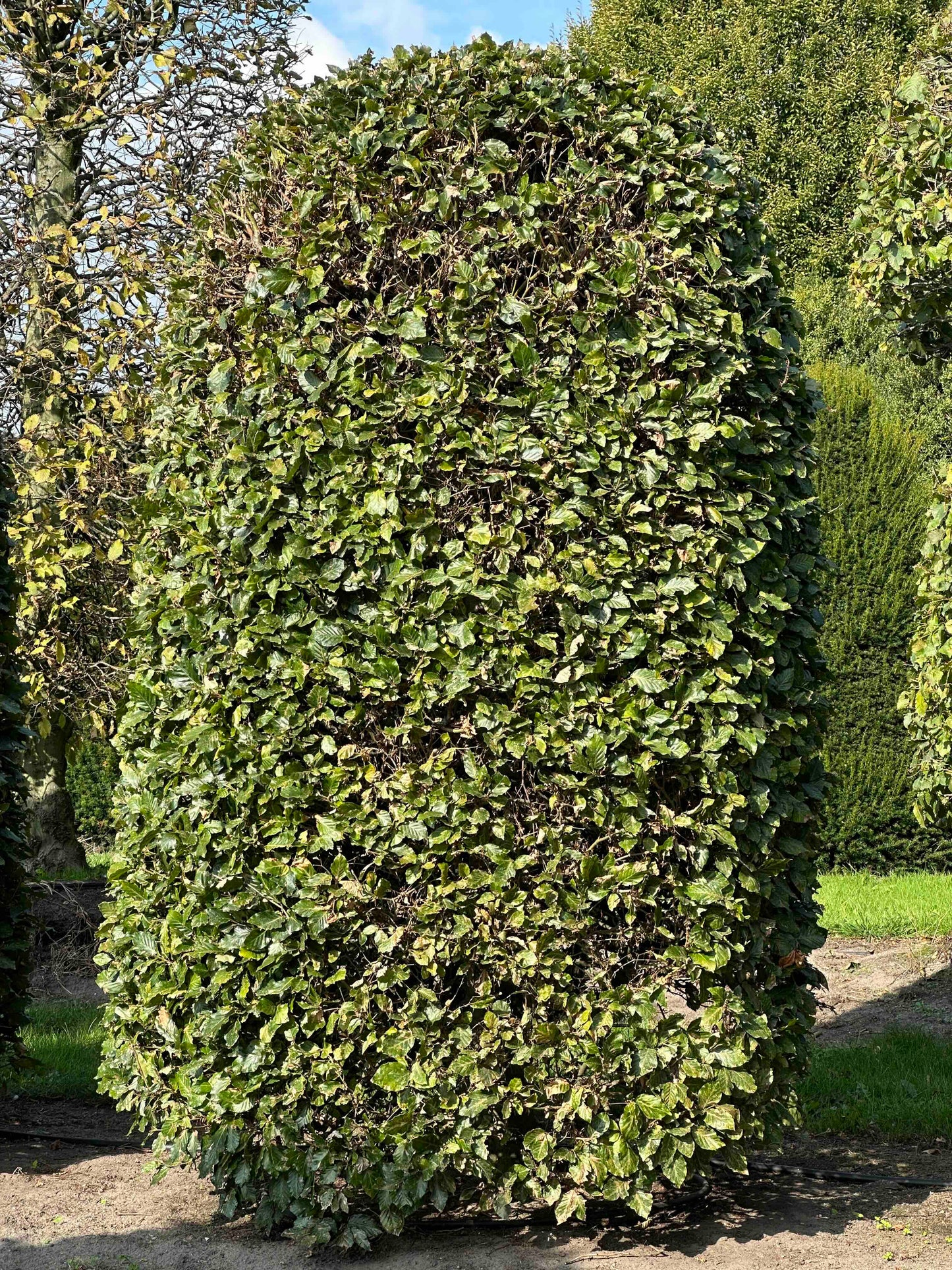 FS TOPIARY #130