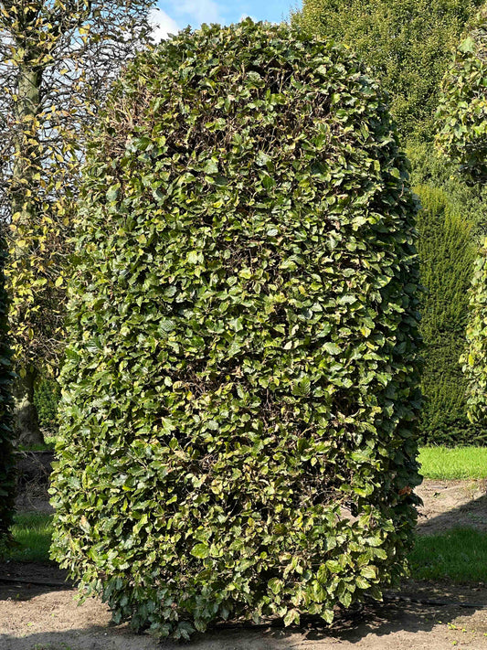 FS TOPIARY #130