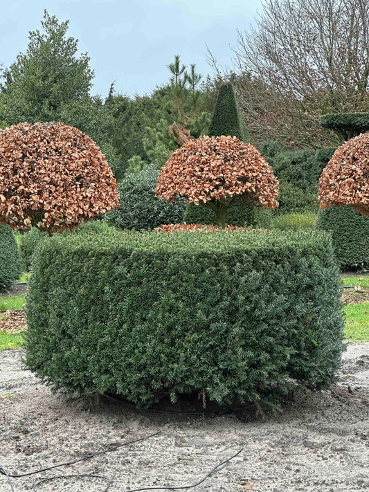 TB TOPIARY #273