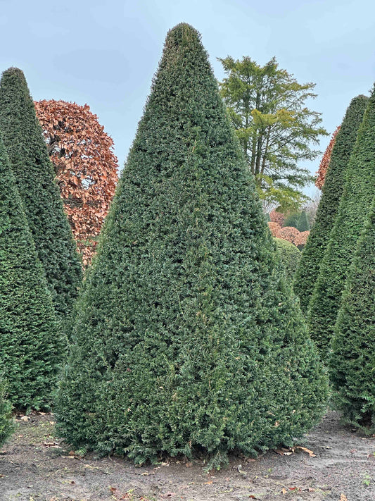 TB TOPIARY #235