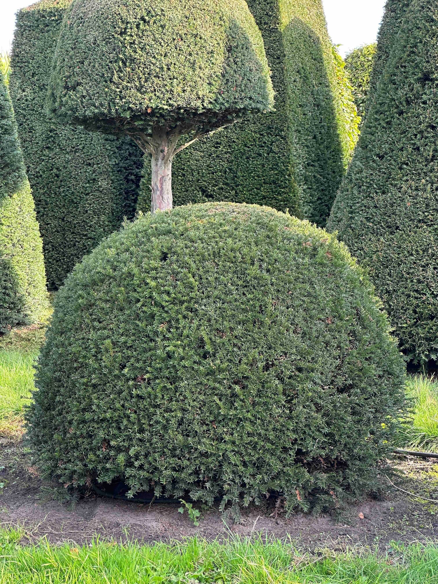 TB TOPIARY #281