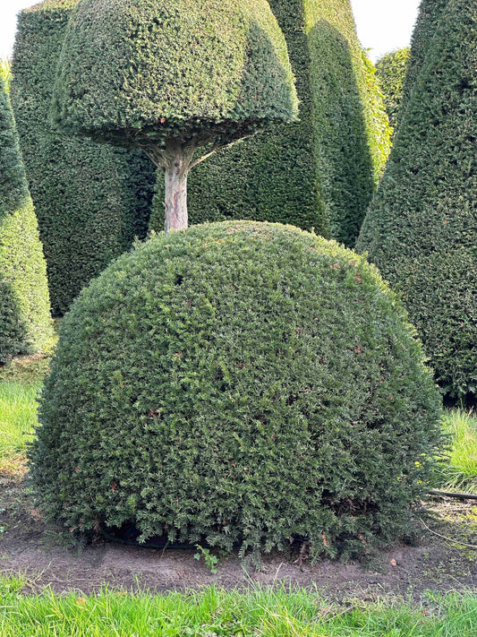 TB TOPIARY #281