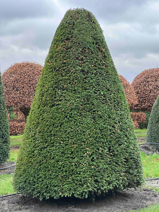 TB TOPIARY #385