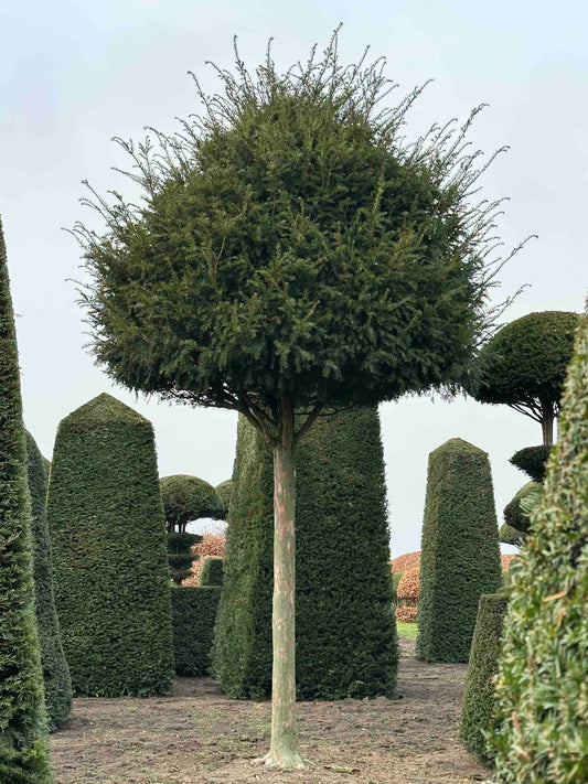 TB TOPIARY #182