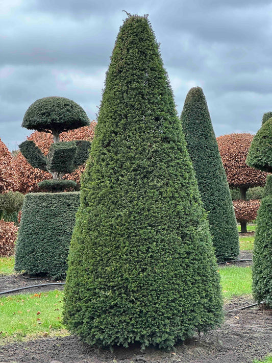 TB TOPIARY #378