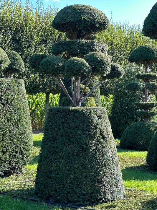 TB TOPIARY #023
