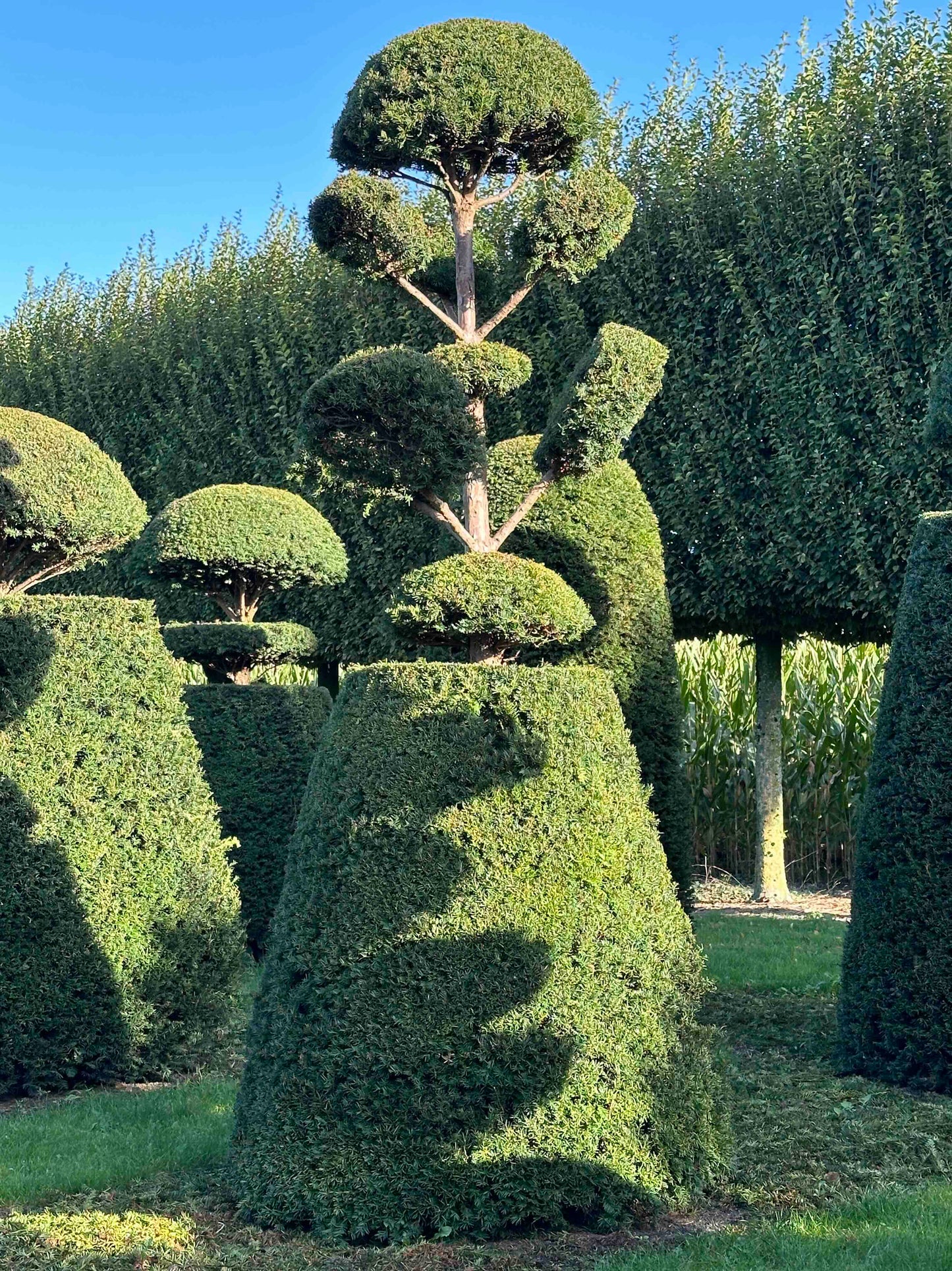 TB TOPIARY #11