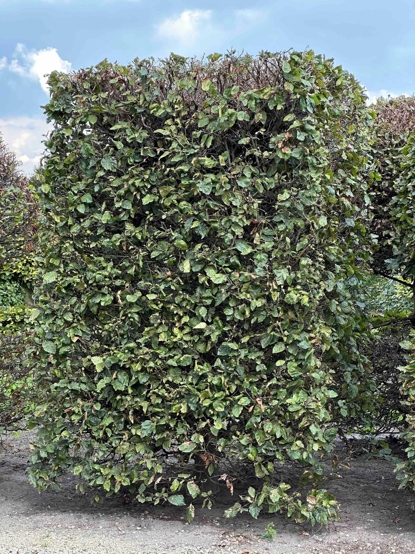 FS TOPIARY #136