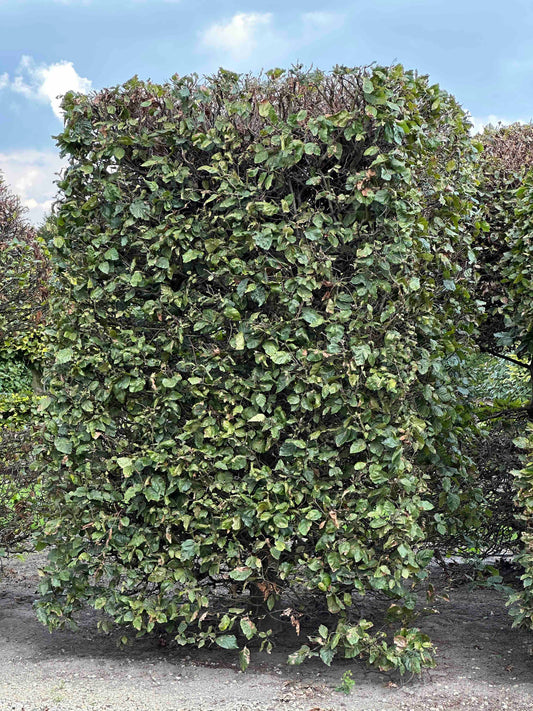 FS TOPIARY #136
