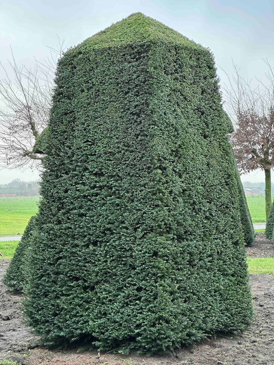 TB TOPIARY #189