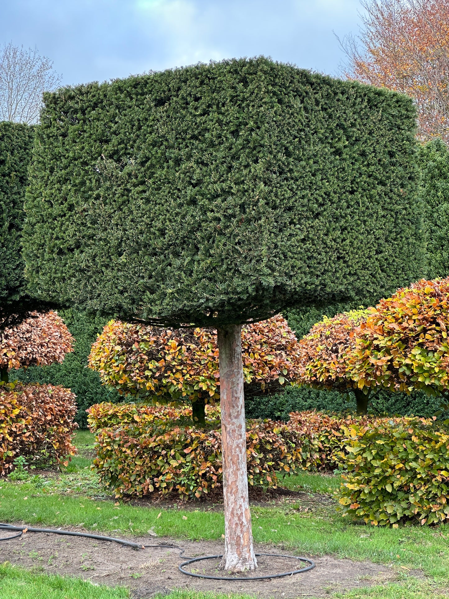 TB TOPIARY #570