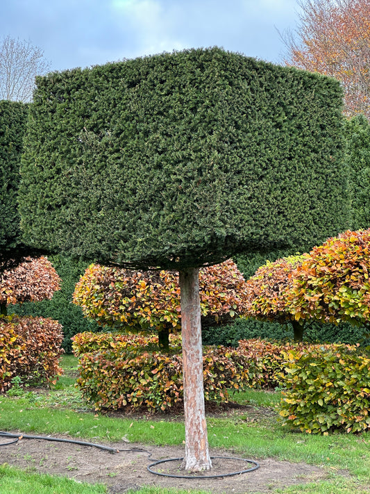 TB TOPIARY #570