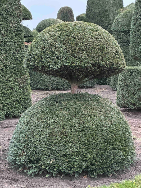 TB TOPIARY #214
