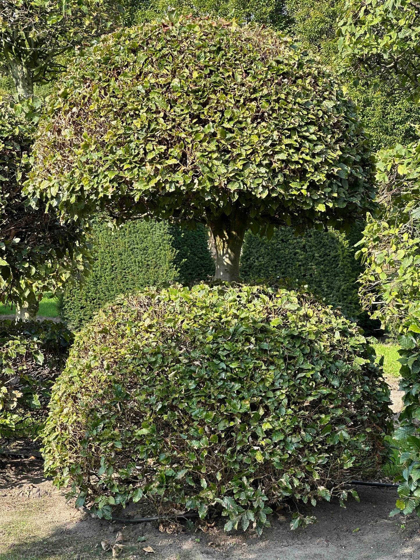 FS TOPIARY #113