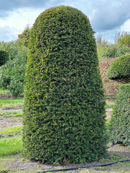 TB TOPIARY #321