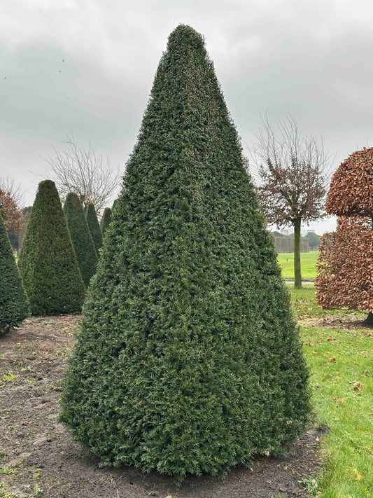 TB TOPIARY #246