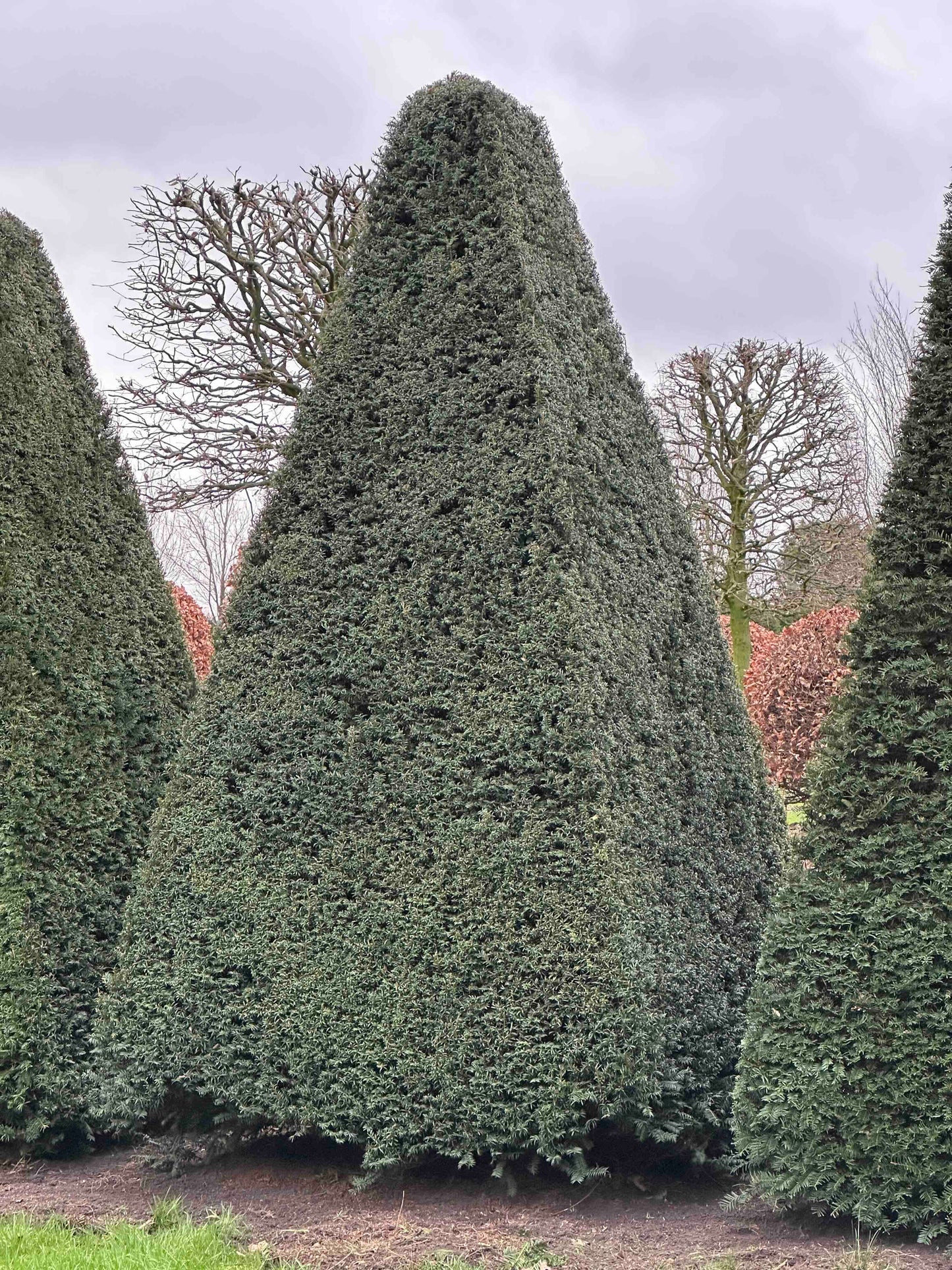 TB TOPIARY #508