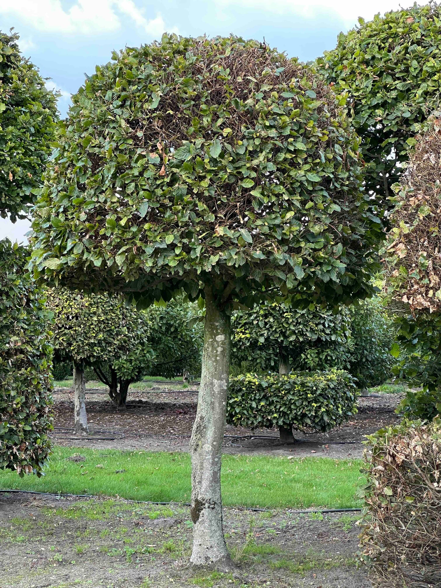 FS TOPIARY #146