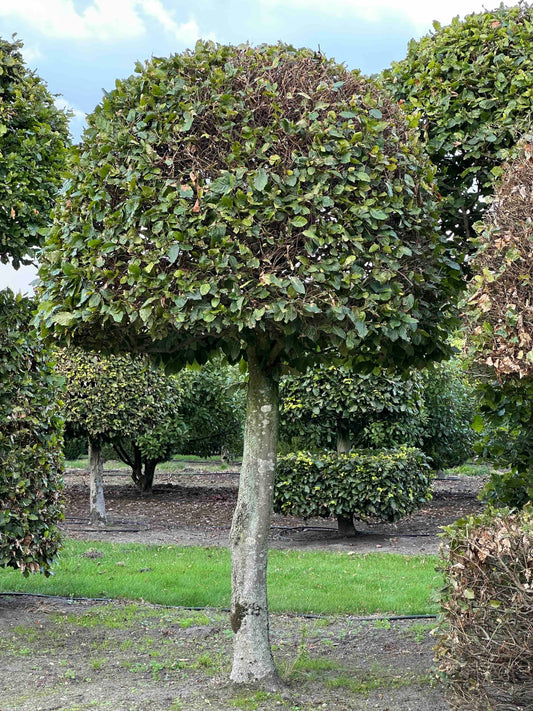 FS TOPIARY #146