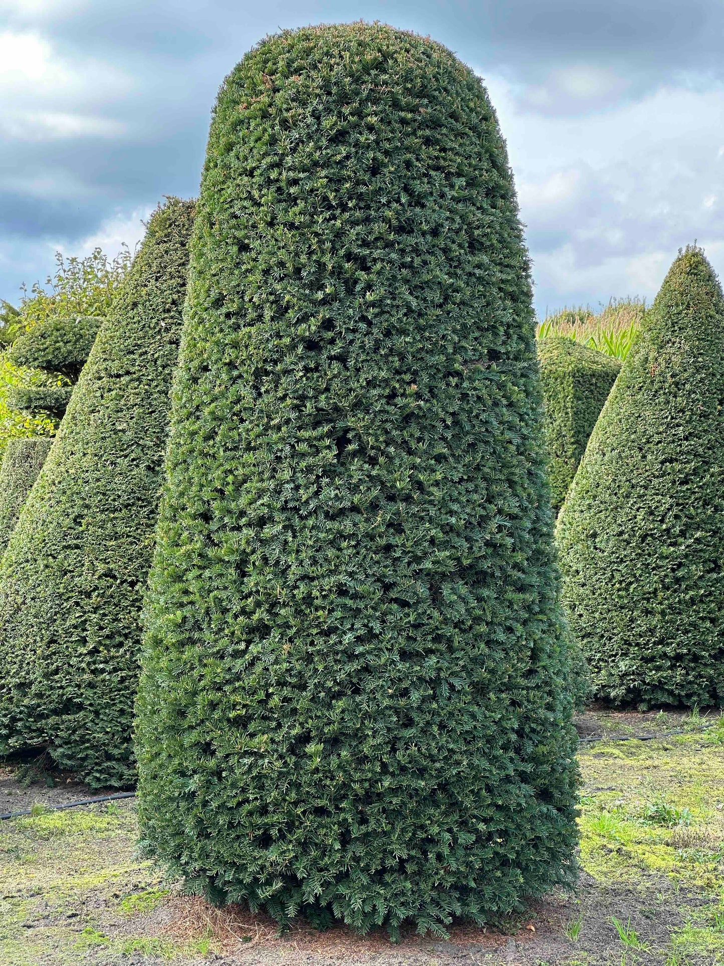 TB TOPIARY #338