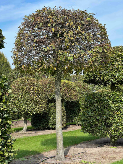 CB TOPIARY #148