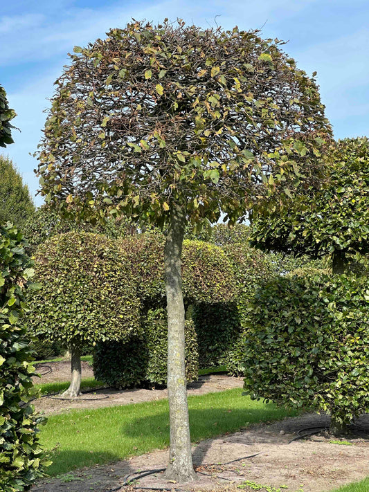 CB TOPIARY #148